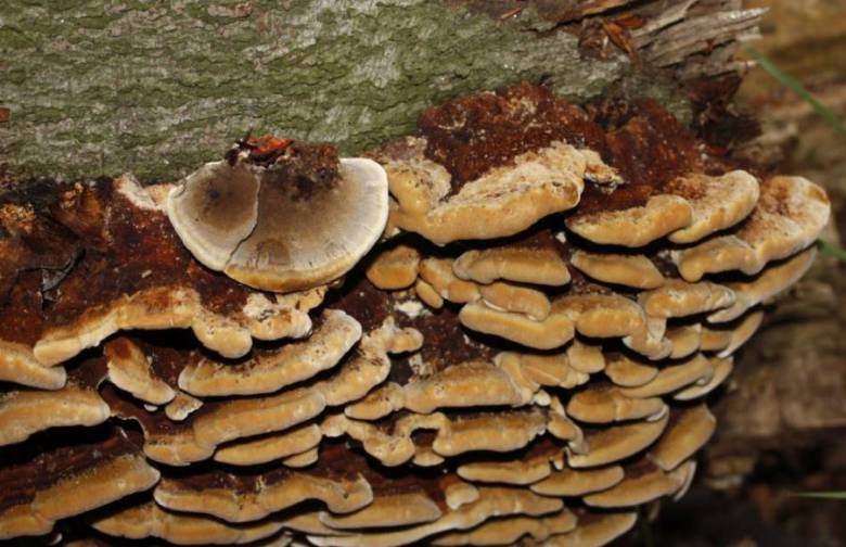 Inonotus cuticularis (Bull.) P. Karst. 1879 Fliegenpilz Myko AG im